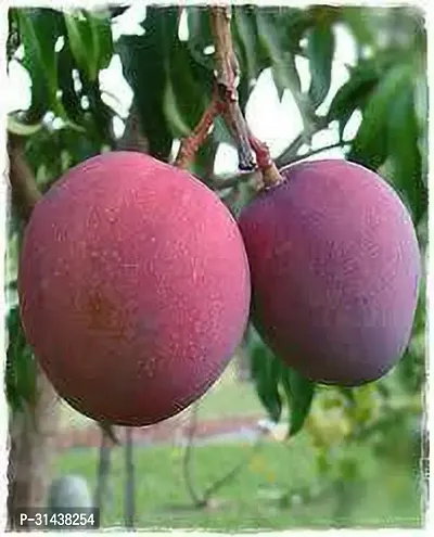 Natural Mango Plant-thumb0