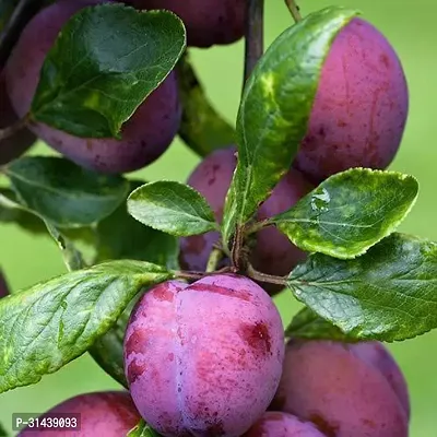 Natural Aloo Bukhara/Plum Plant-thumb0