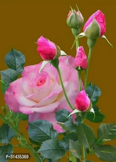 Natural Rose Plant-thumb0