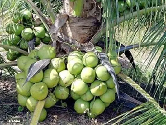 Natural Coconut Plant-thumb0