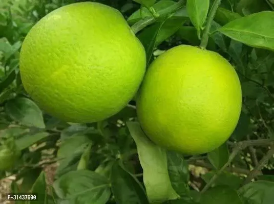 Natural Sweet Lemon Plant-thumb0