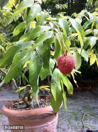 Natural Litchi Plant-thumb0