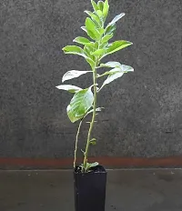 Natural Ashwagandha/Indian Ginseng Plant-thumb1