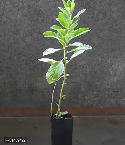 Natural Ashwagandha/Indian Ginseng Plant-thumb2