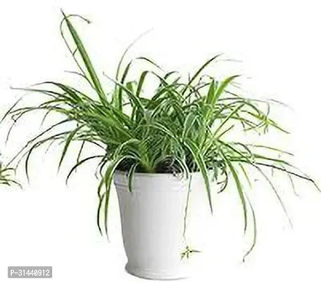 Natural Spider Plant-thumb0