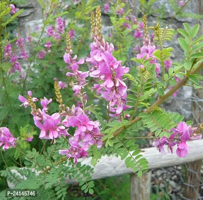 Heart Leaf Oxycardium Plant