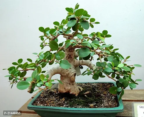 Natural Ficus Bonsai Plant