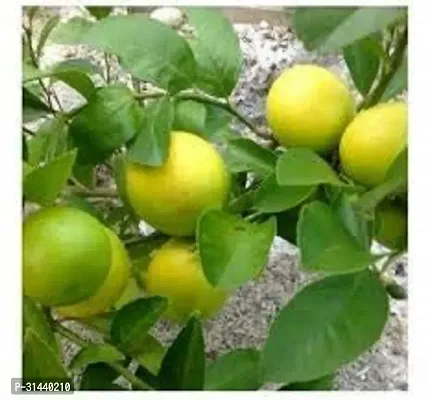 Natural Lemon Plant-thumb0