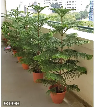 Natural Christmas Tree Plant-thumb0