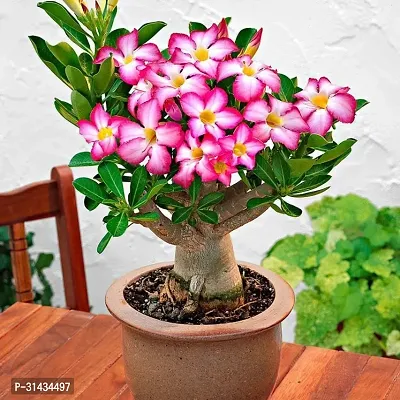 Natural Adenium Plant-thumb0