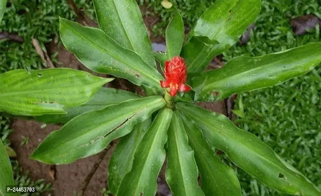 Natural Insulin Plant