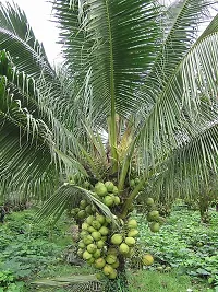 Natural Coconut Plant-thumb3