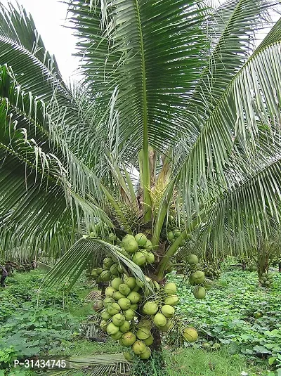 Natural Coconut Plant-thumb4