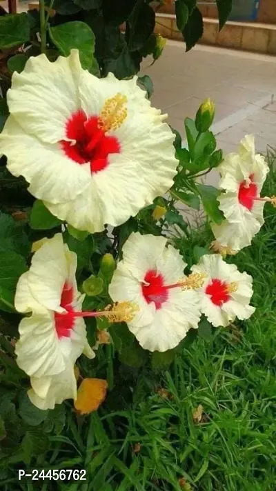Natural Hibiscus Plant-thumb0