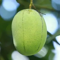 Natural Mango Plant-thumb1