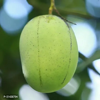 Natural Mango Plant-thumb2