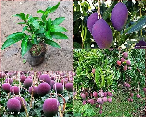 Natural Mango Plant