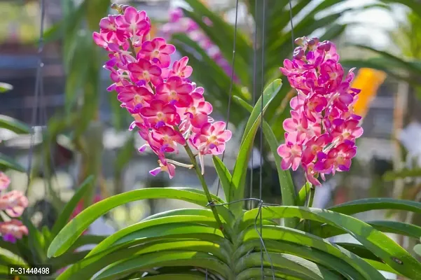 Natural Orchid Plant