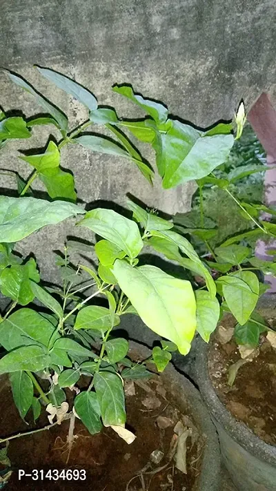 Natural Jasmine Plant