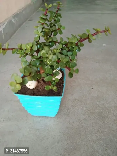 Natural Jade Plant