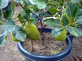 Jackfruit Plant-thumb1
