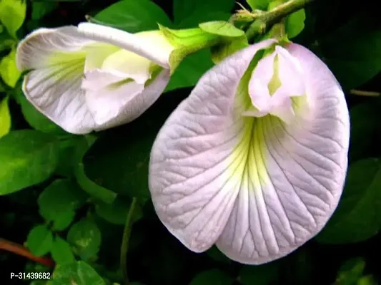 Natural Aparajita/ Butterfly Pea Plant With Pot