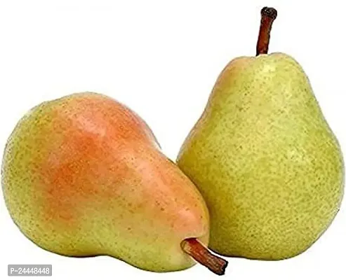 Natural Pear Plant-thumb0