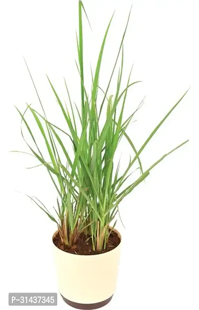 Natural Lemon Grass Plant