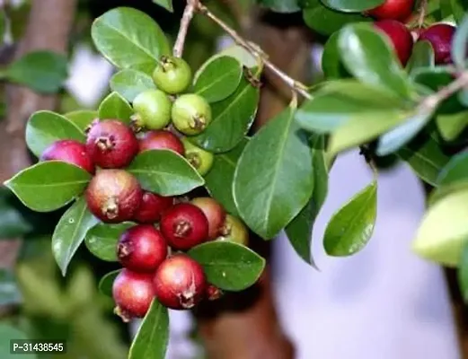 Natural Guava Plant