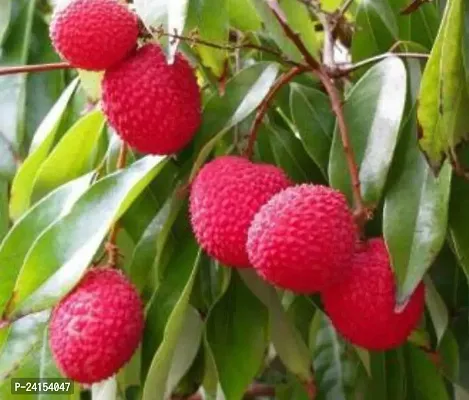 Litchi Plant