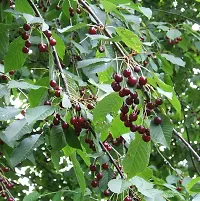 Natural Cherry Fruit Plant-thumb4