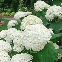 Natural Hydrangea Plant-thumb2