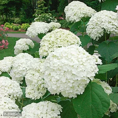 Natural Hydrangea Plant-thumb3