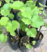 Natural Grapes Plant-thumb1