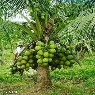 Natural Coconut Plant-thumb0