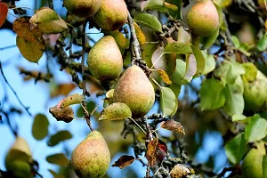 Natural Pear Plant-thumb2