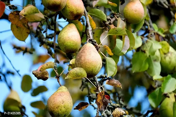 Natural Pear Plant-thumb3