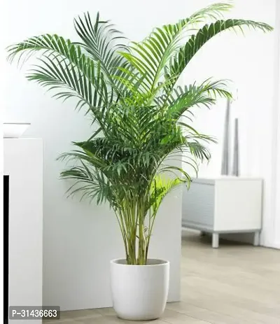 Natural Areca Plam Plant-thumb0