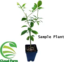 Natural Lemon Plant-thumb1