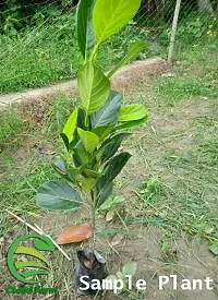 Natural Jackfruit Plant-thumb4