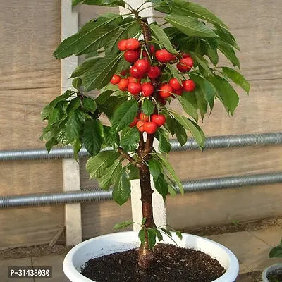 Natural Cherry Fruit Plant-thumb0