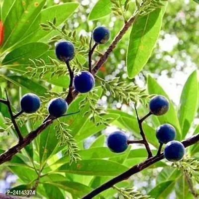 Rudraksha Plant-thumb0