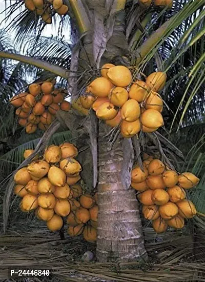 Natural Coconut Plant