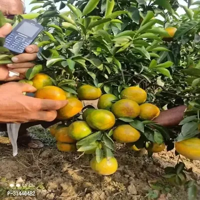 Natural Orange Plant