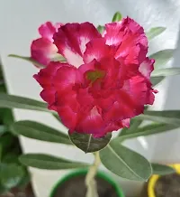 Natural Adenium Plant-thumb1