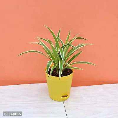 Natural Spider Plant-thumb0