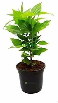 Natural Parijat/Harsingar Plant With Pot-thumb1