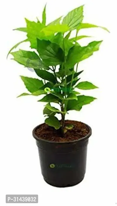 Natural Parijat/Harsingar Plant With Pot-thumb2