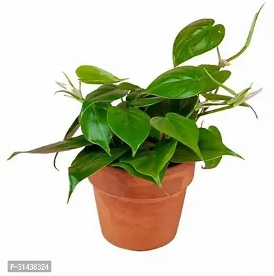 Natural Betel Leaf Plant