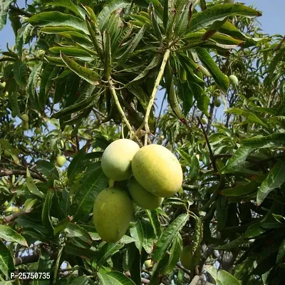 Mango Plant-thumb2